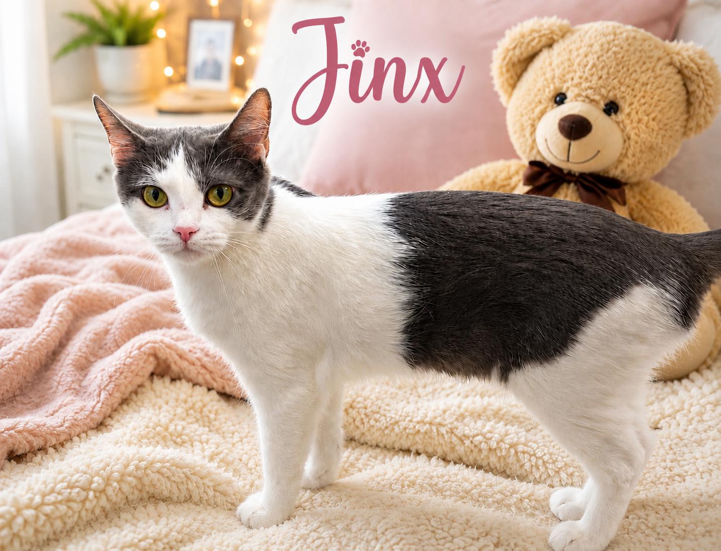 Jinx, a ADOPTABLE American Shorthair in Hickory, NC image 2/6