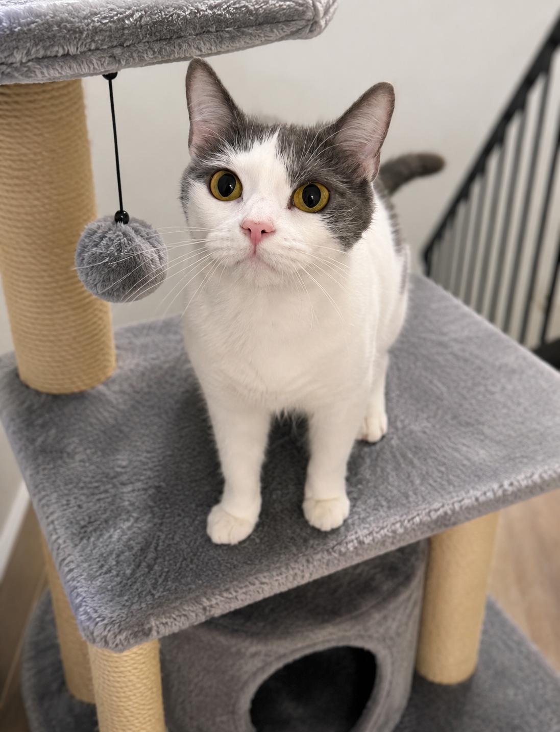 Jinx, ADOPTABLE, Adult Female American Shorthair.
