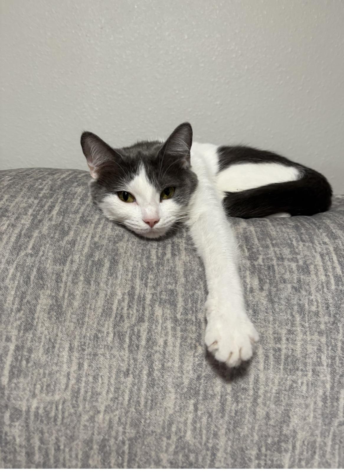 Jinx, a ADOPTABLE American Shorthair in Hickory, NC image 4/5