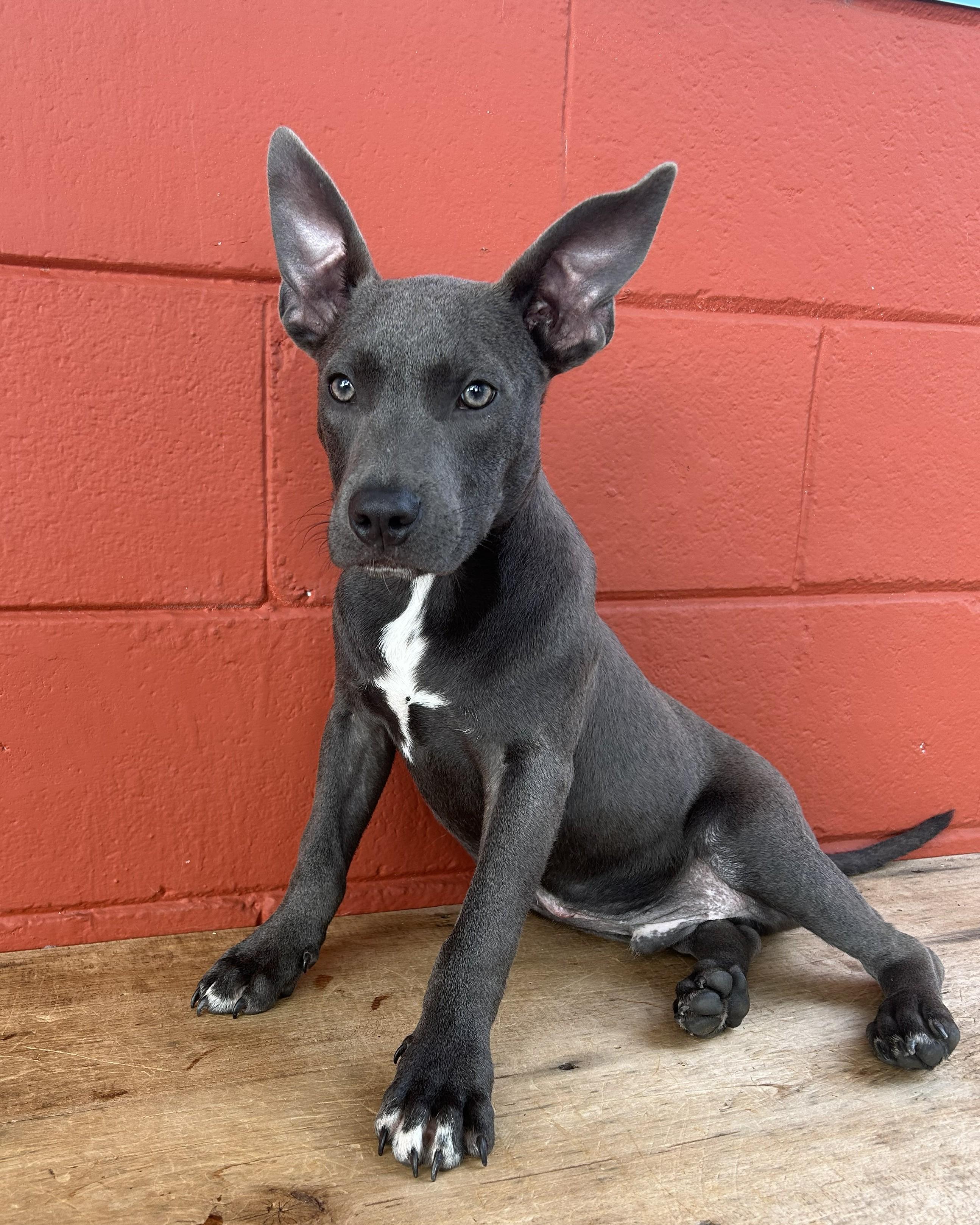 Farley, Adoptable, Young Male American Bully & French Bulldog.