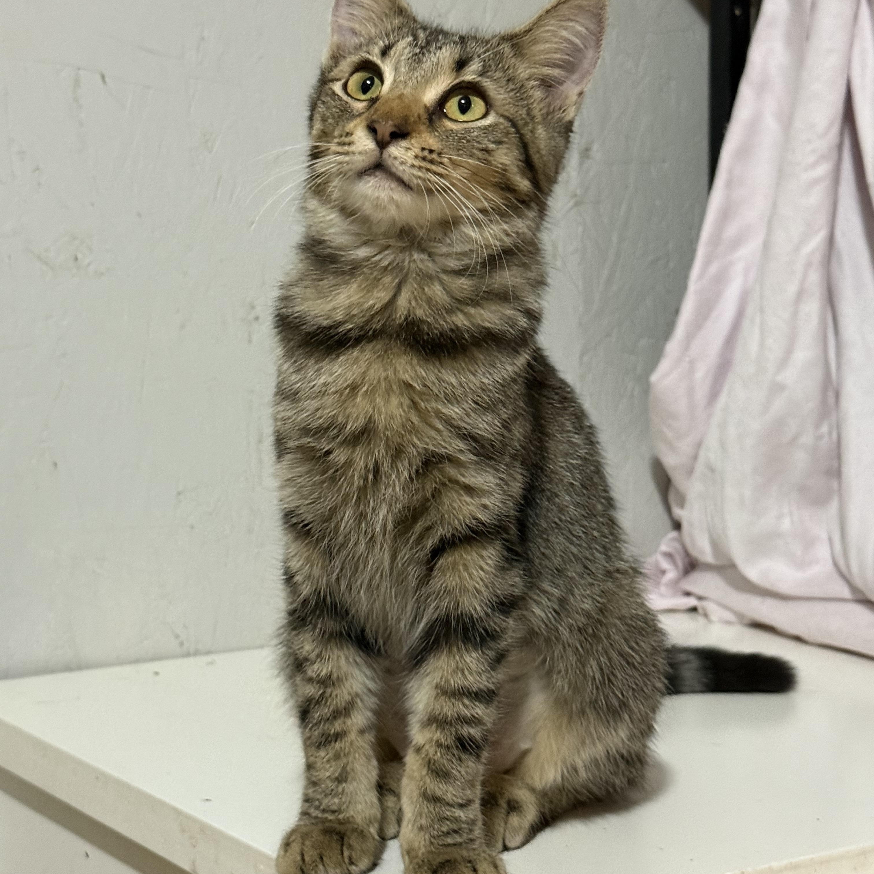 Vanna, Adoptable, Young Female Domestic Short Hair & Tabby.