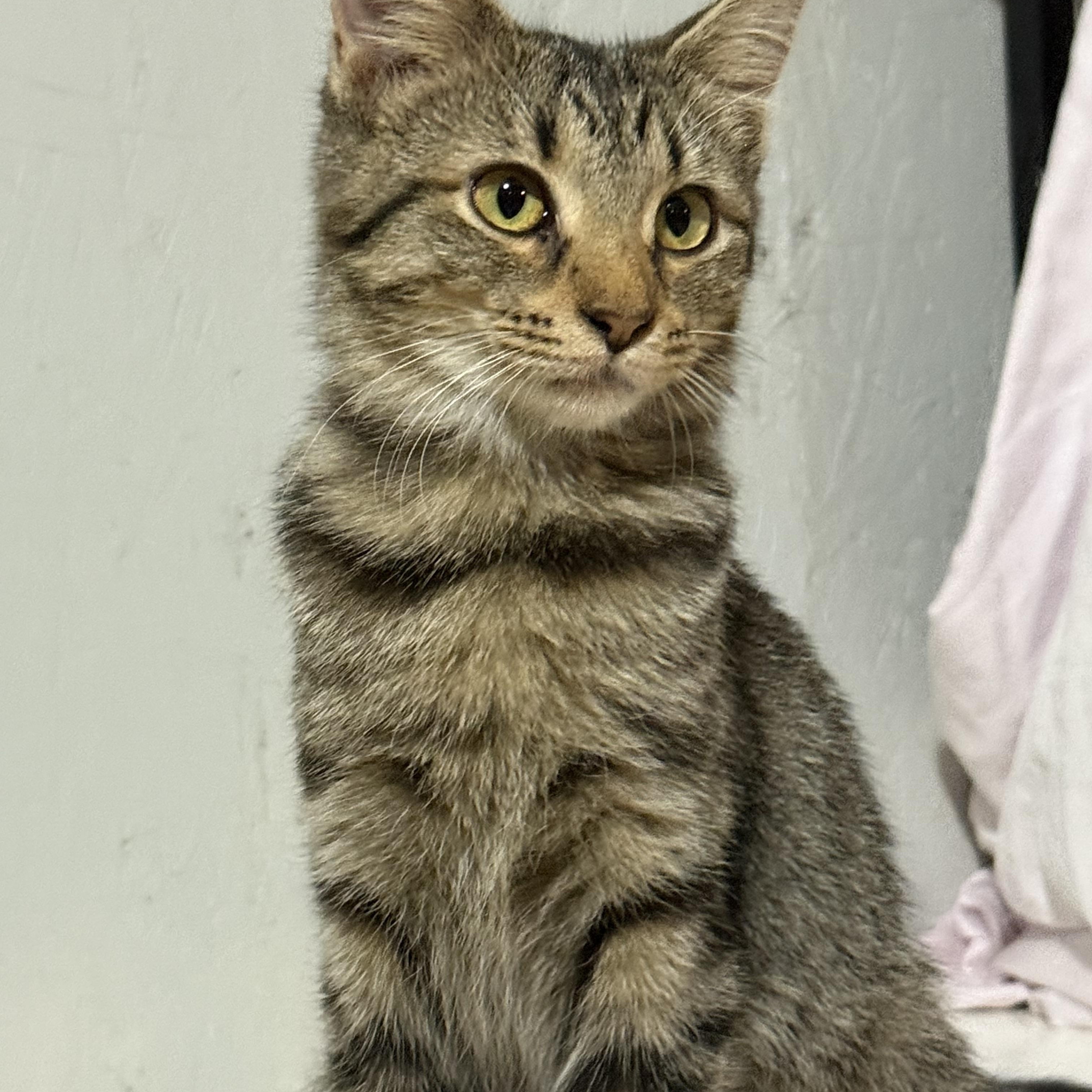 Vanna, a Adoptable mixed breed in Newton, IL image 3/6