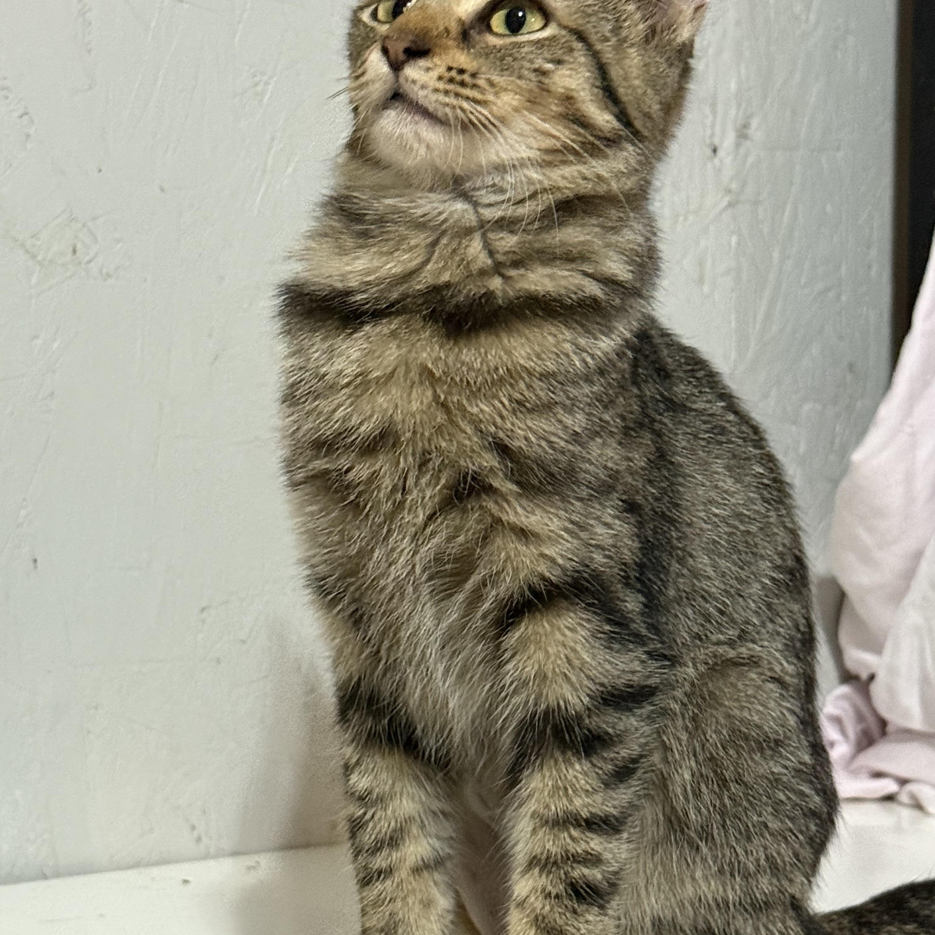 Vanna, a Adoptable mixed breed in Newton, IL image 4/6