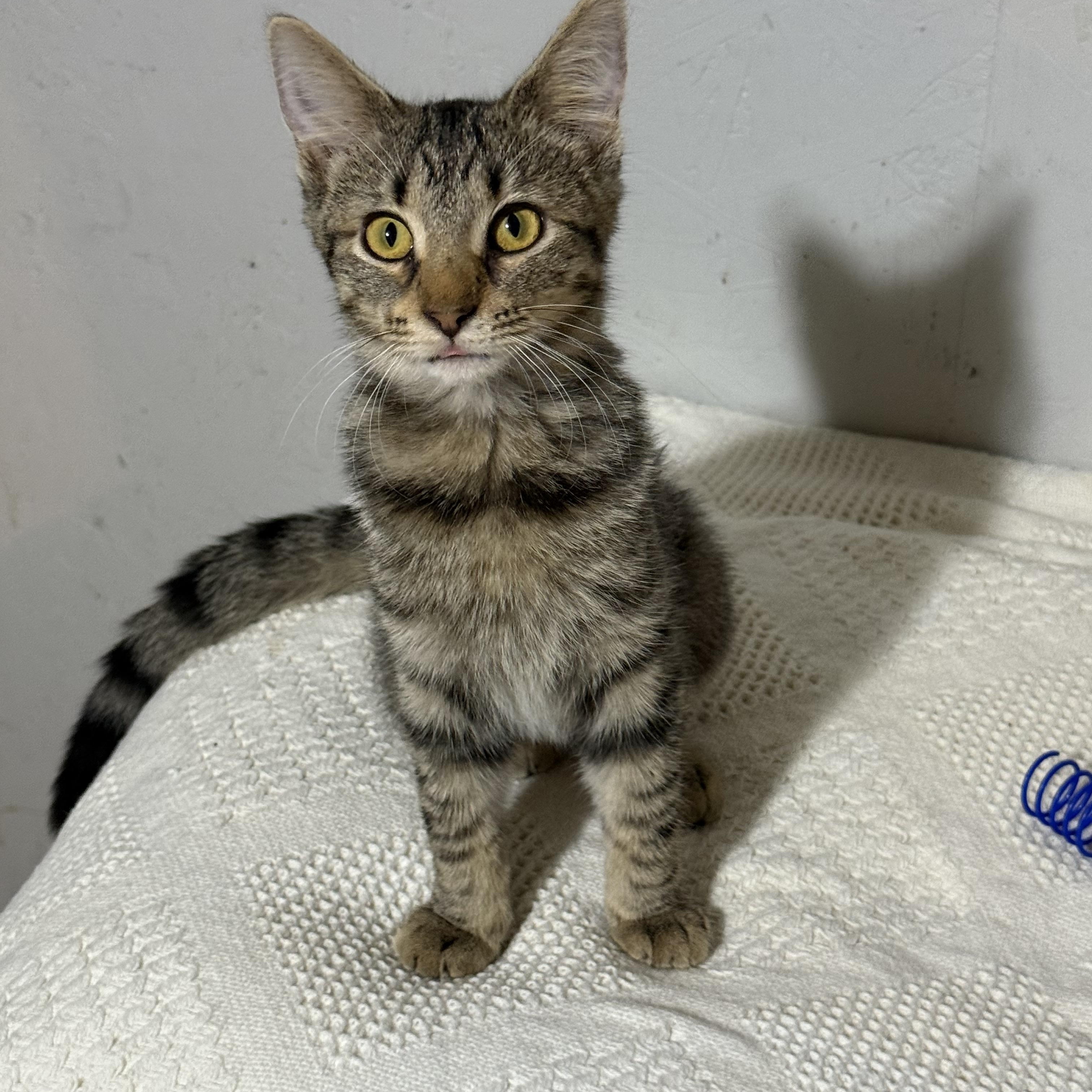 Vanna, a Adoptable mixed breed in Newton, IL image 5/6