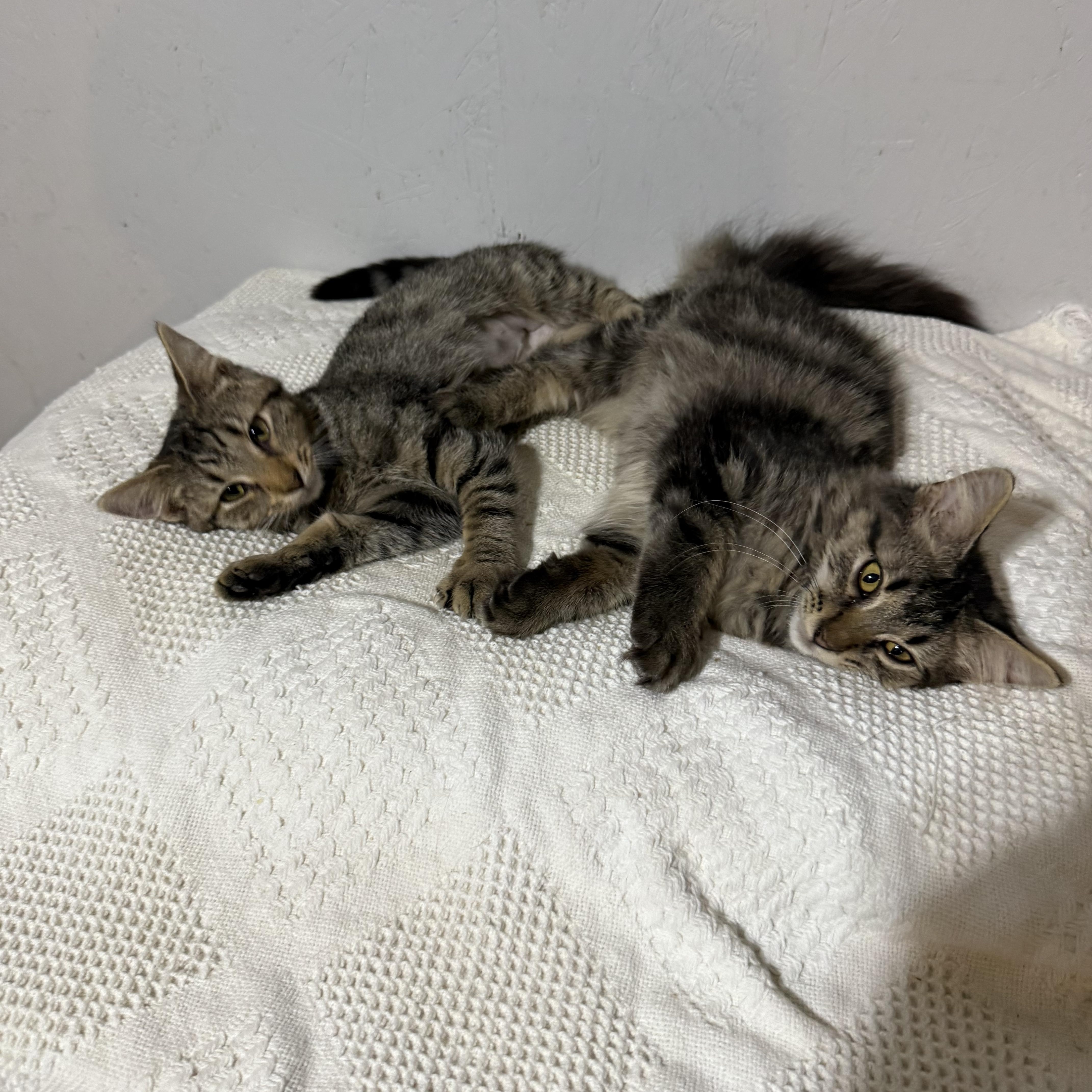 Vanna, a Adoptable mixed breed in Newton, IL image 6/6