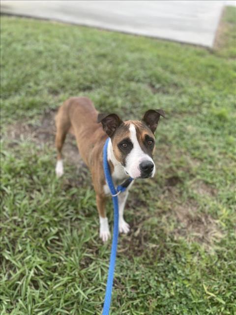 Enlarge DAISY, a Adoptable mixed breed in Vero Beach, FL image 1/1