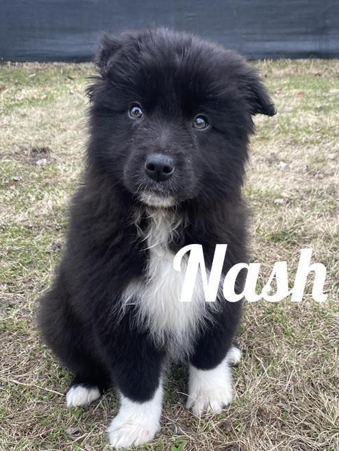 Nash, adopted, Puppy Male Australian Shepherd & Border Collie.