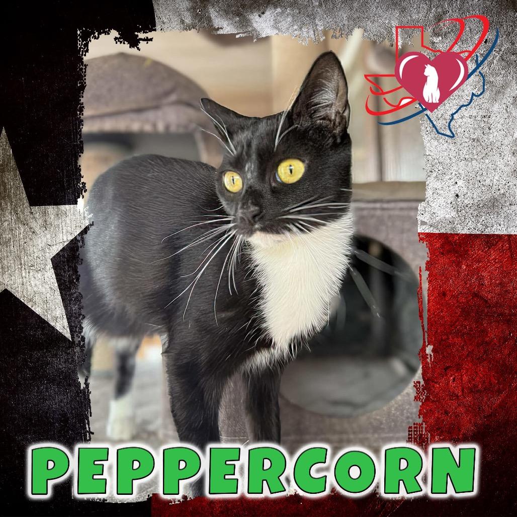 Peppercorn, Adoptable, Young Female Domestic Short Hair.