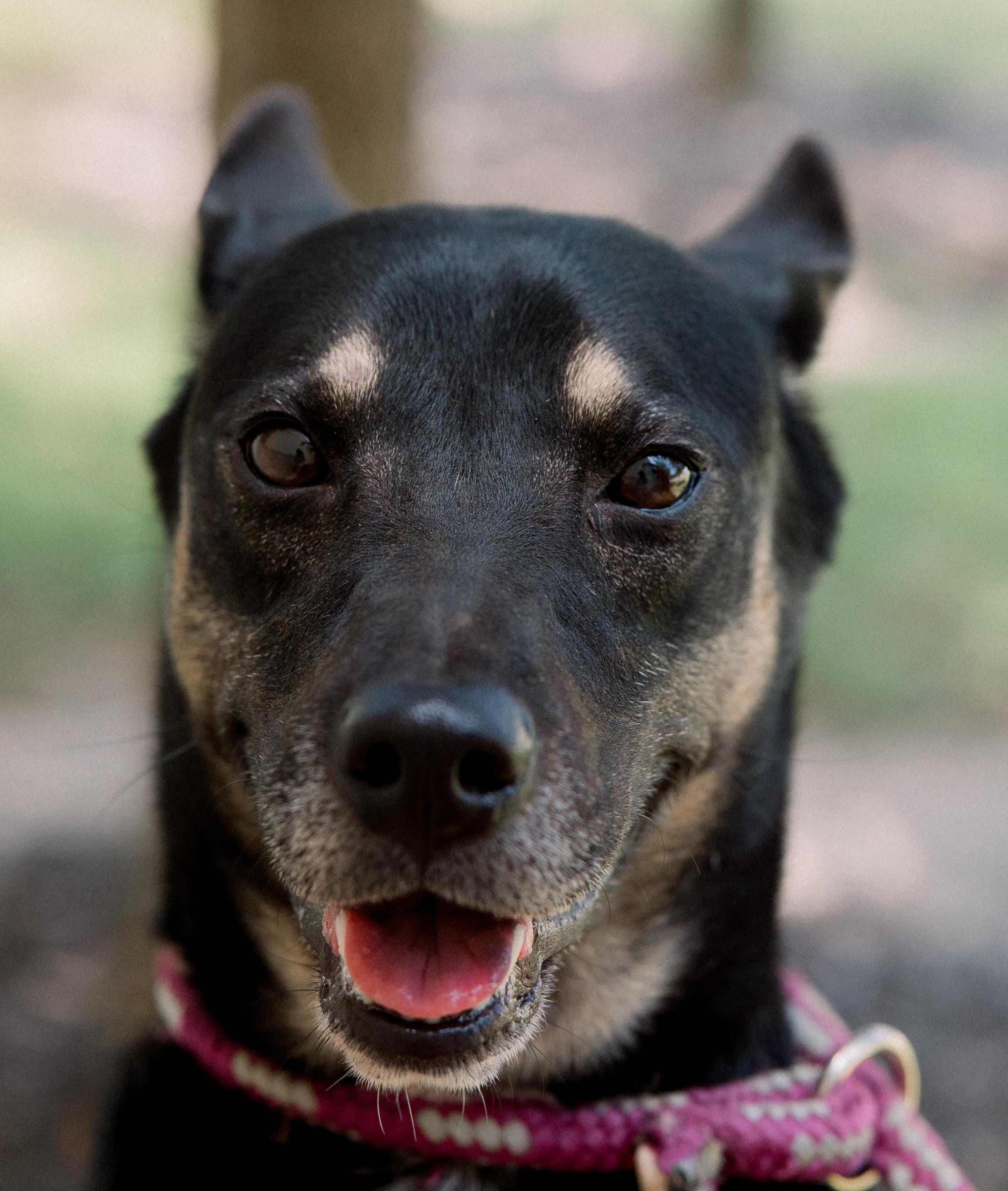 Bella, a Adoptable mixed breed in Bryan, TX image 3/6