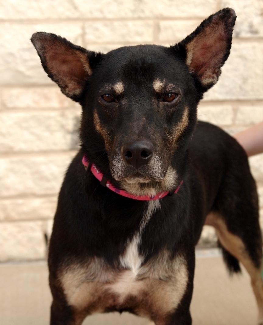 Bella, a Adoptable mixed breed in Bryan, TX image 1/4