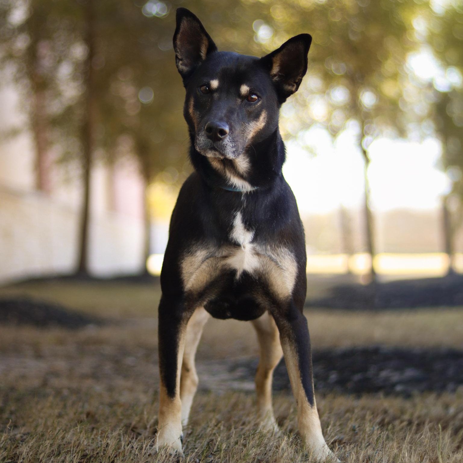 Enlarge Bella, a Adoptable mixed breed in Bryan, TX image 1/4