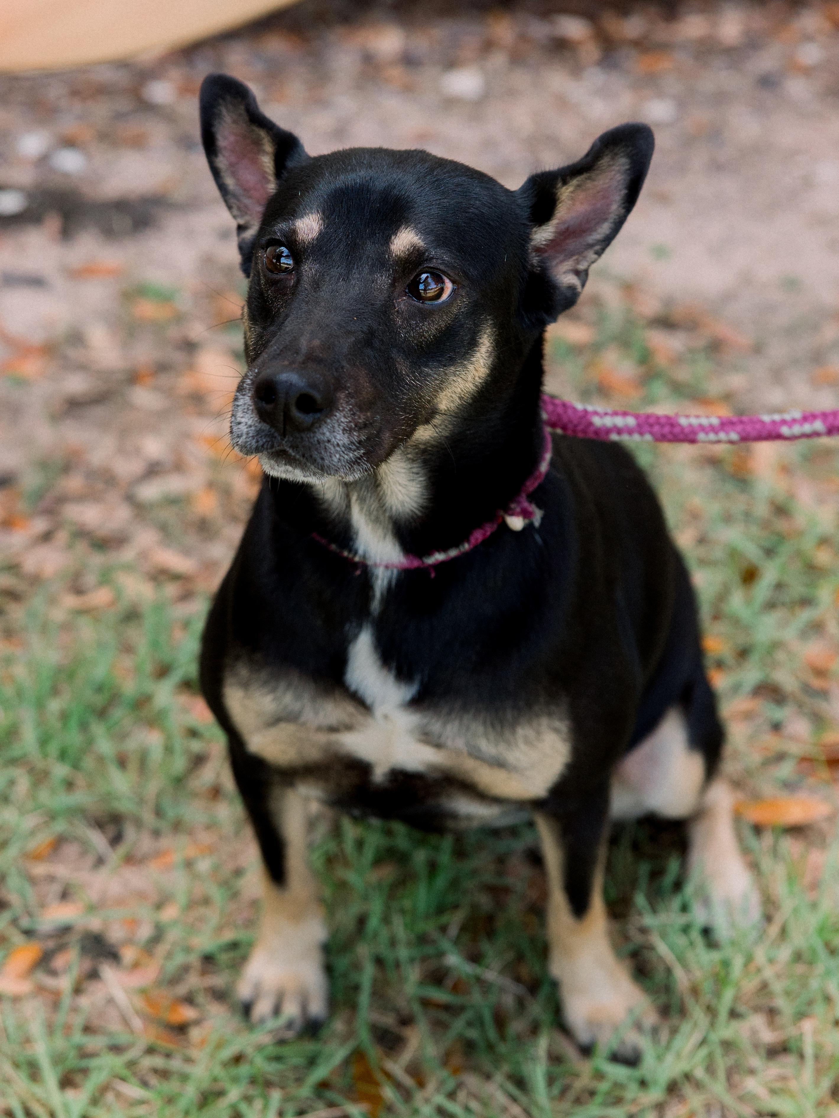 Bella, a Adoptable mixed breed in Bryan, TX image 5/6