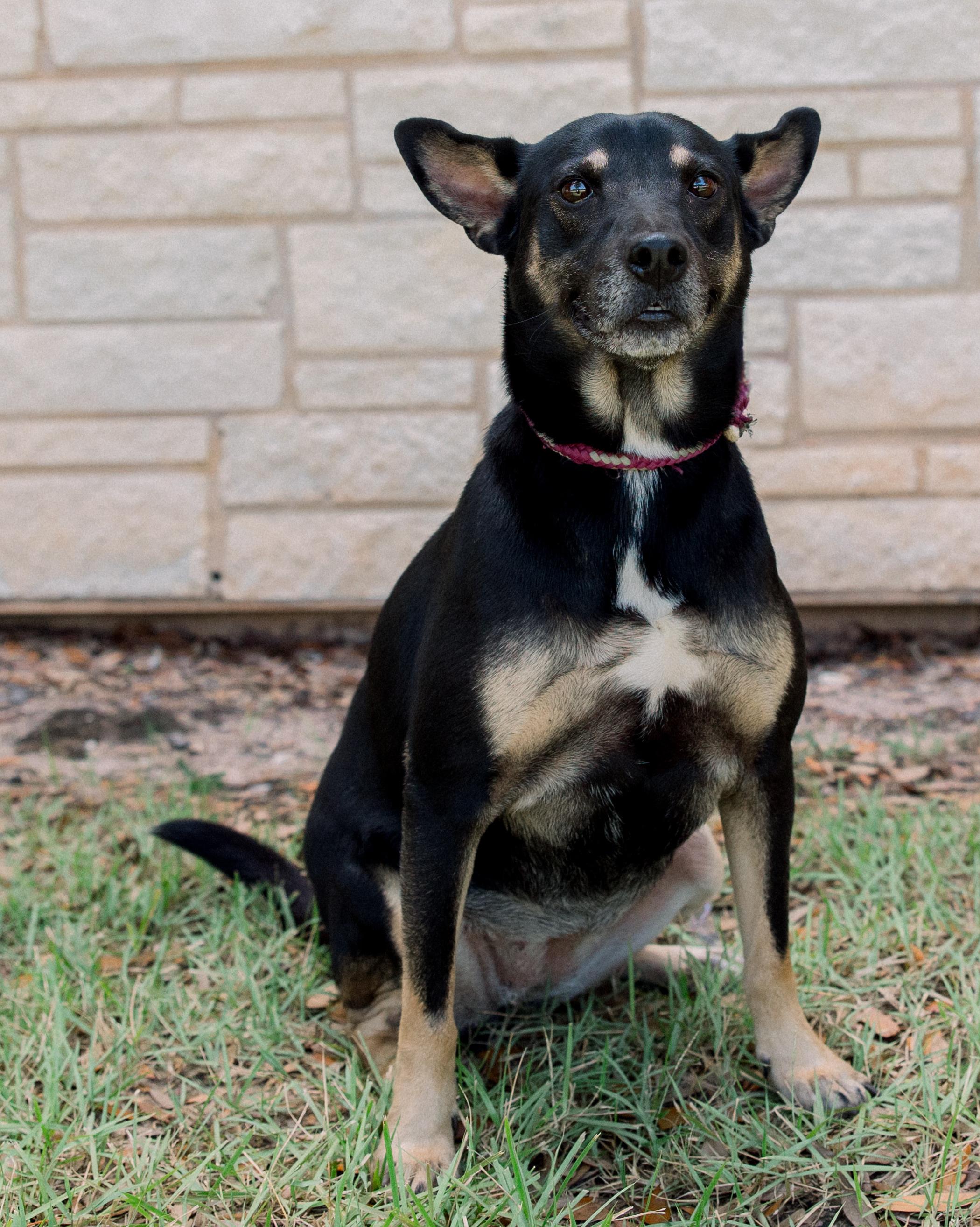 Bella, a Adoptable mixed breed in Bryan, TX image 4/6
