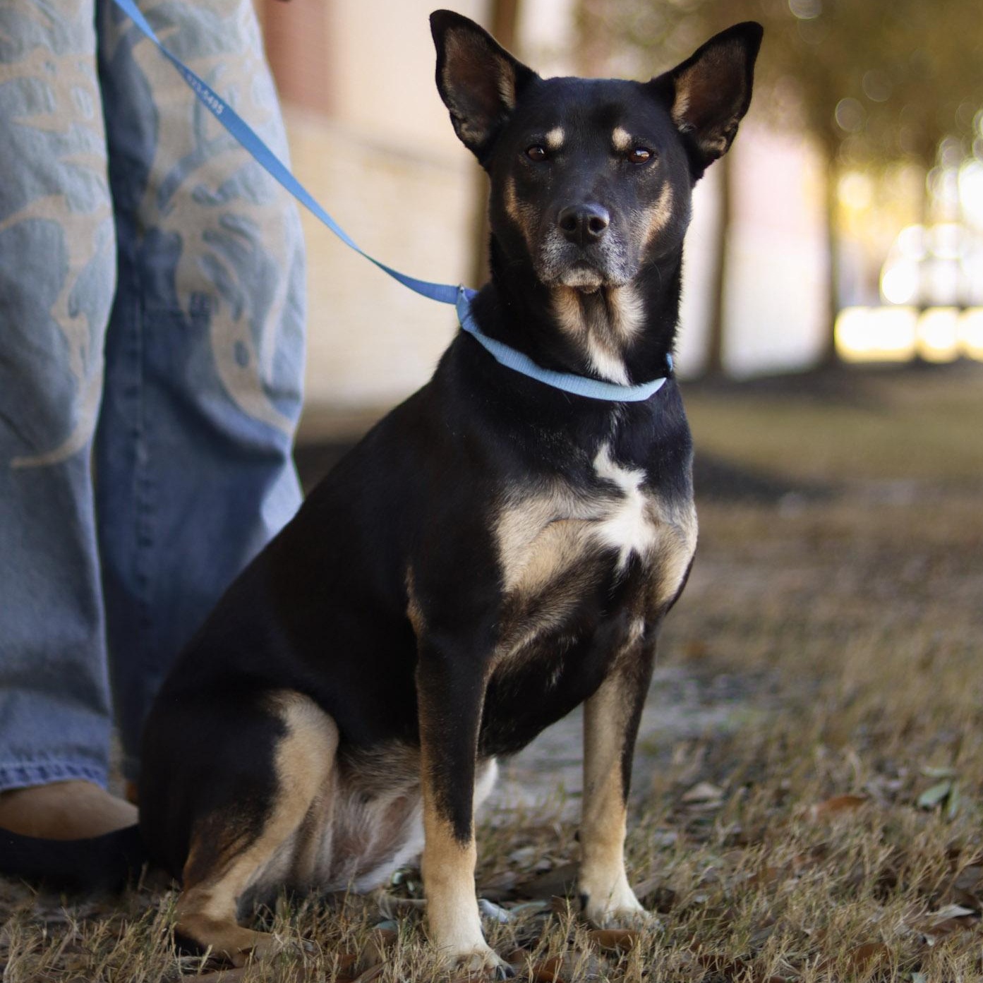 Enlarge Bella, a Adoptable mixed breed in Bryan, TX image 4/4