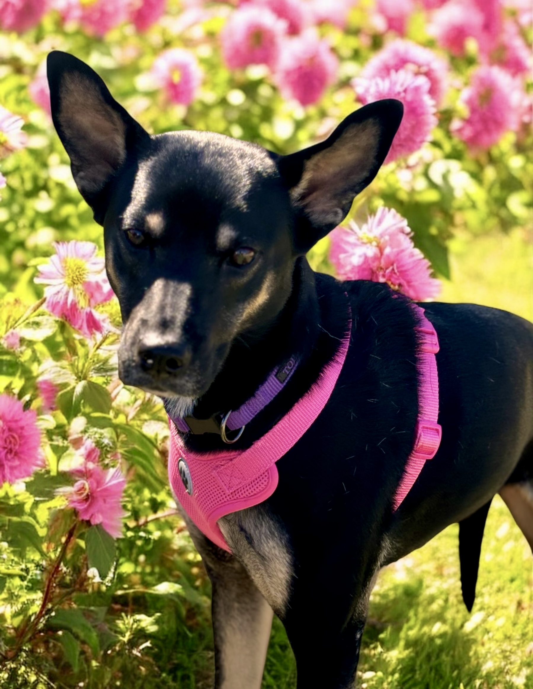 Bella, a Adoptable mixed breed in Bryan, TX image 2/4