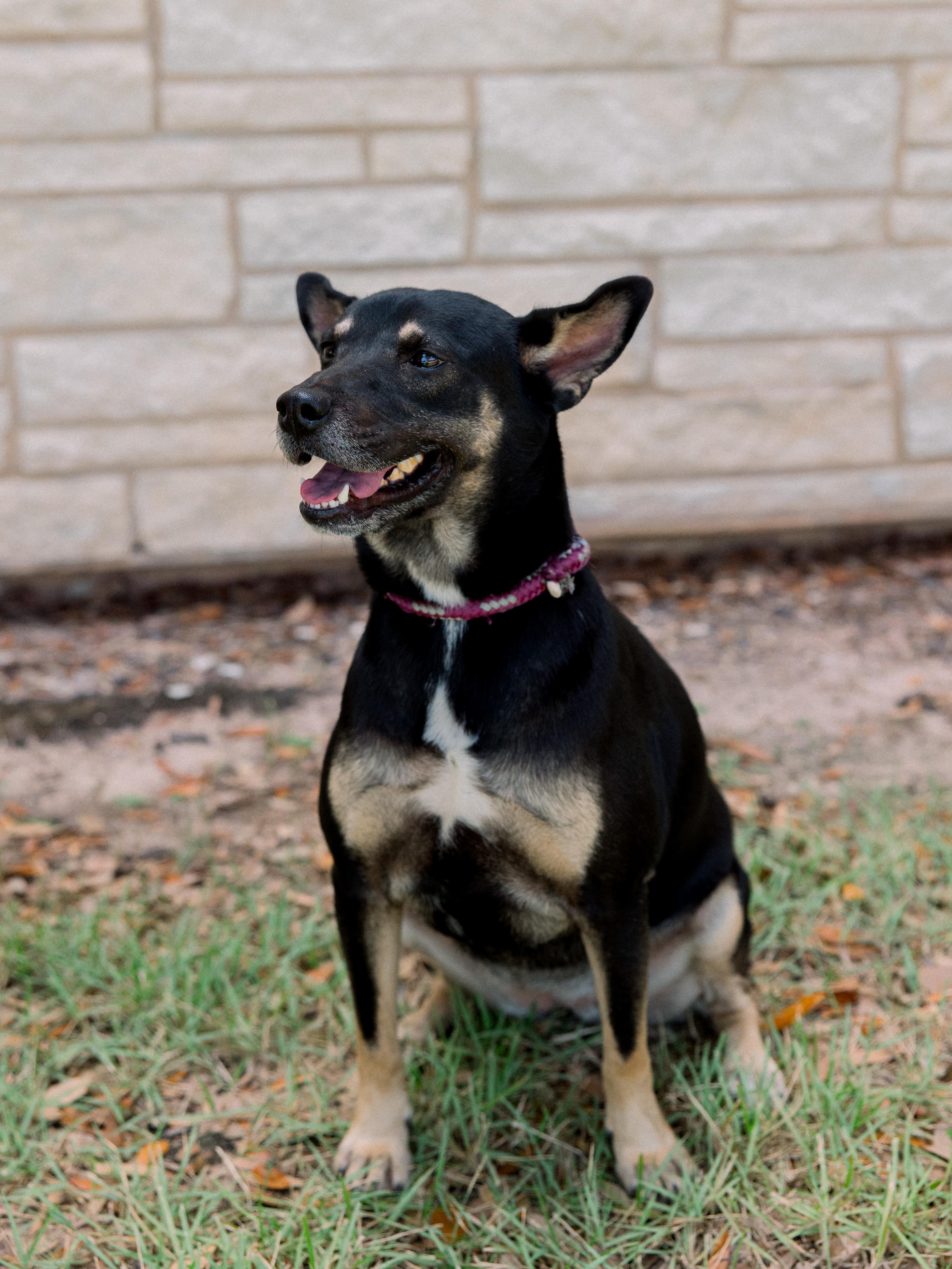 Bella, a Adoptable mixed breed in Bryan, TX image 6/6