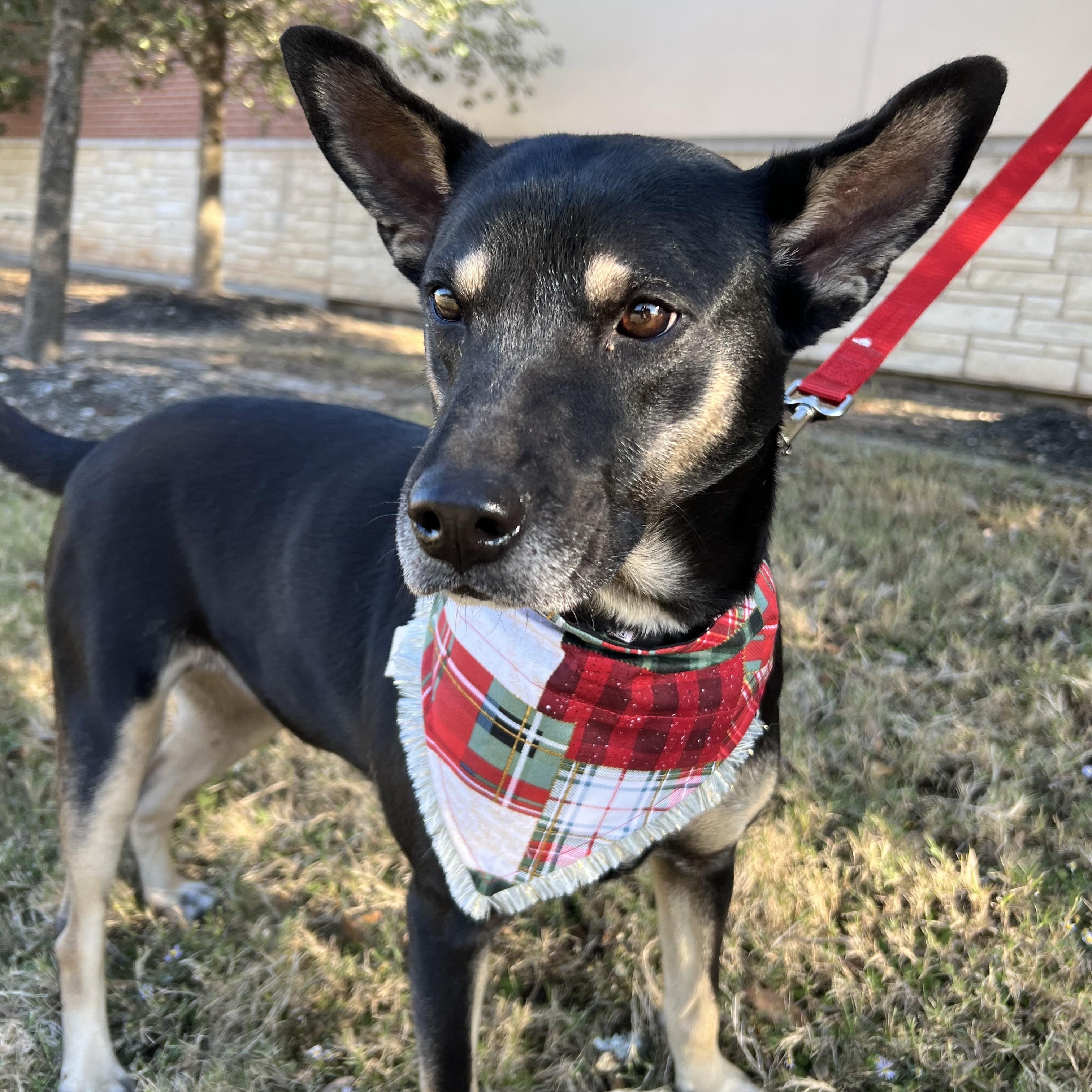 Bella, Adoptable, Adult Female Shepherd.