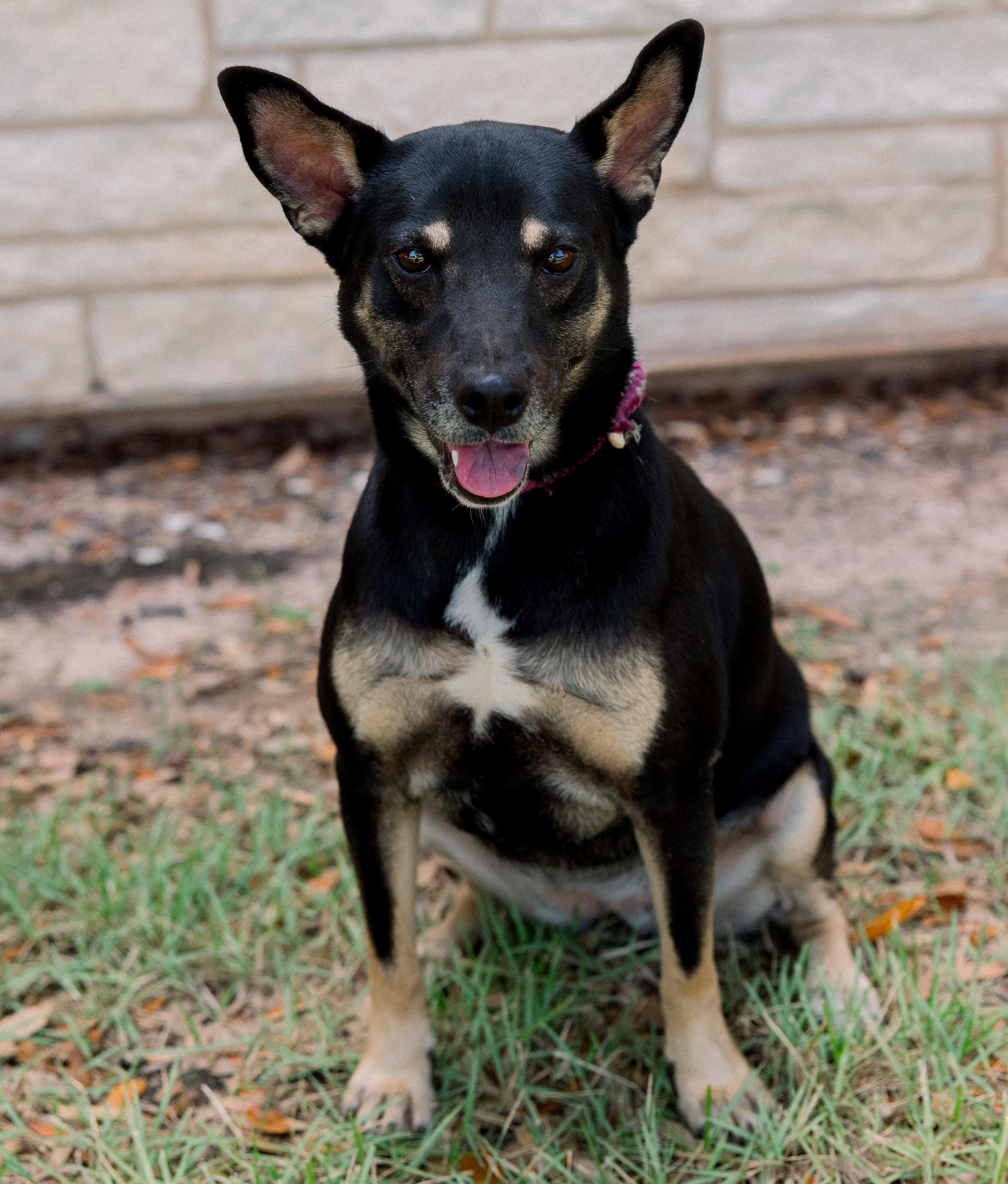 Bella, a Adoptable mixed breed in Bryan, TX image 2/6