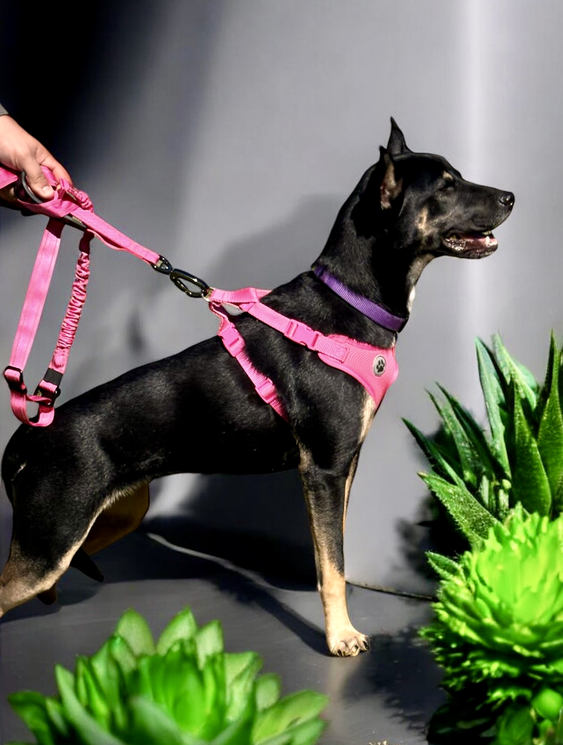 Bella, a Adoptable mixed breed in Bryan, TX image 3/4