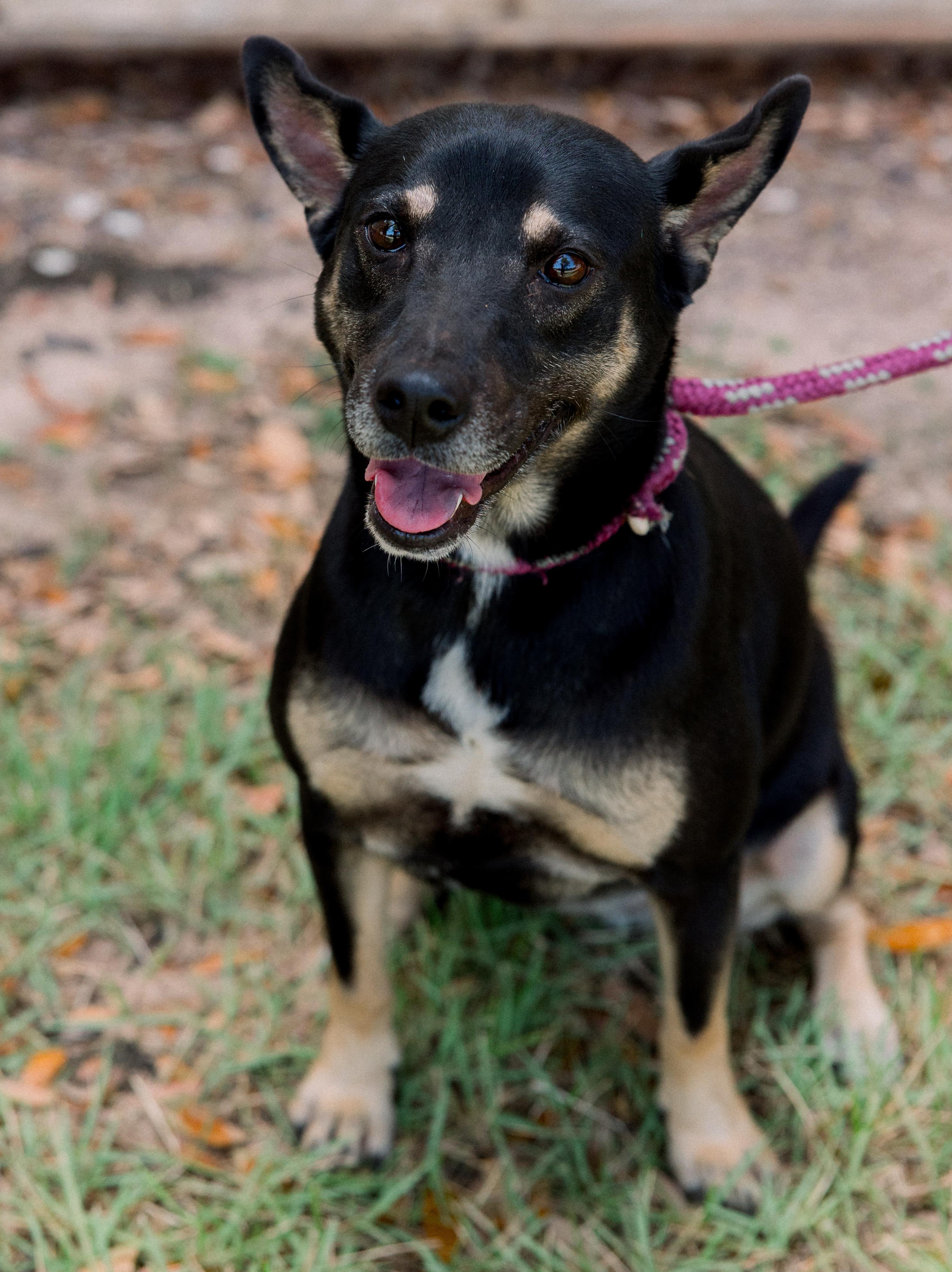 Bella, a Adoptable mixed breed in Bryan, TX image 1/6