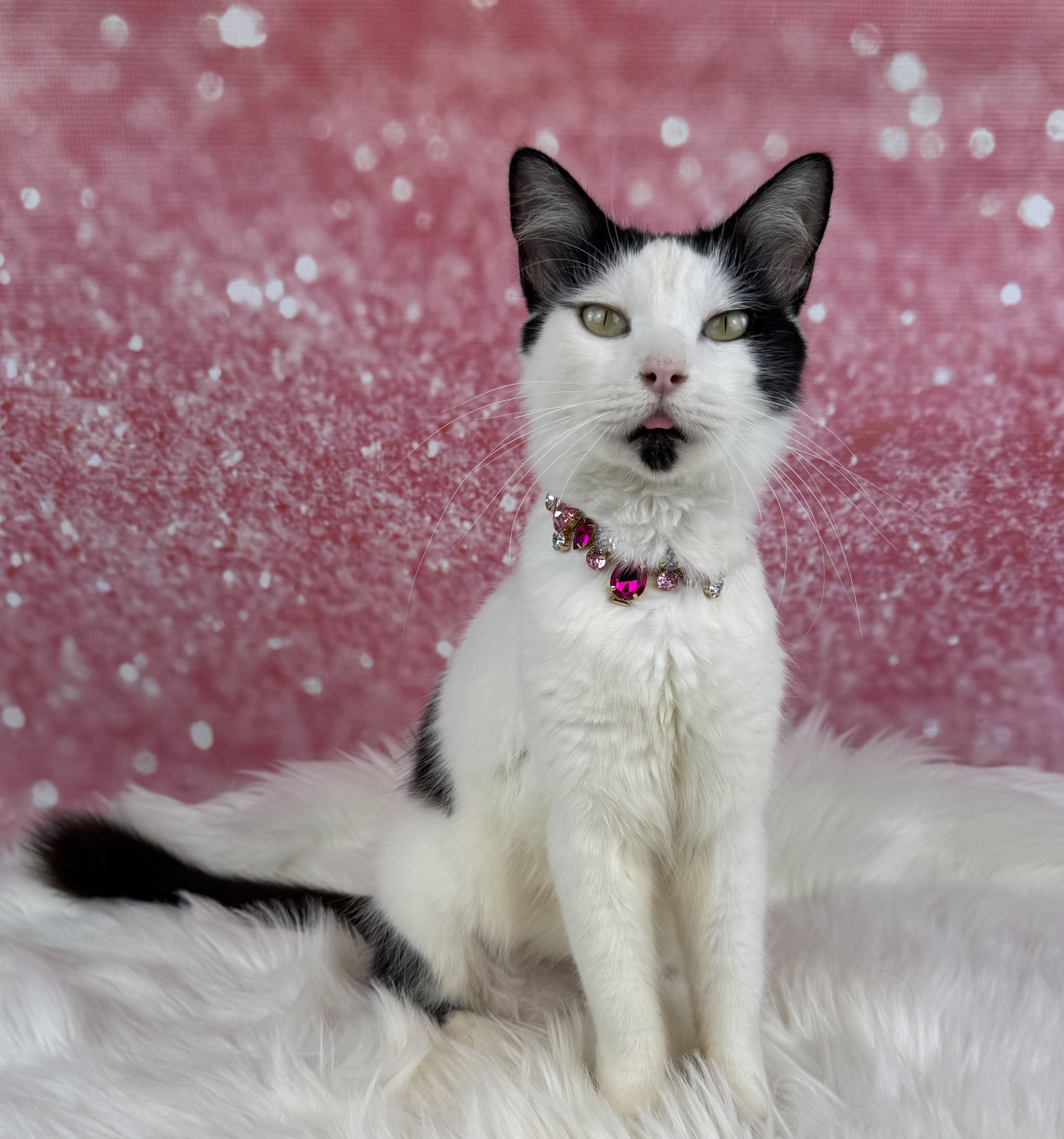 Enlarge Sage, an adopted mixed breed in Houston, TX image 2/6