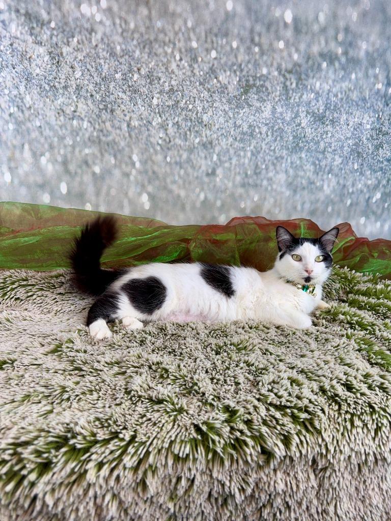 Enlarge Sage, an adopted mixed breed in Houston, TX image 3/6