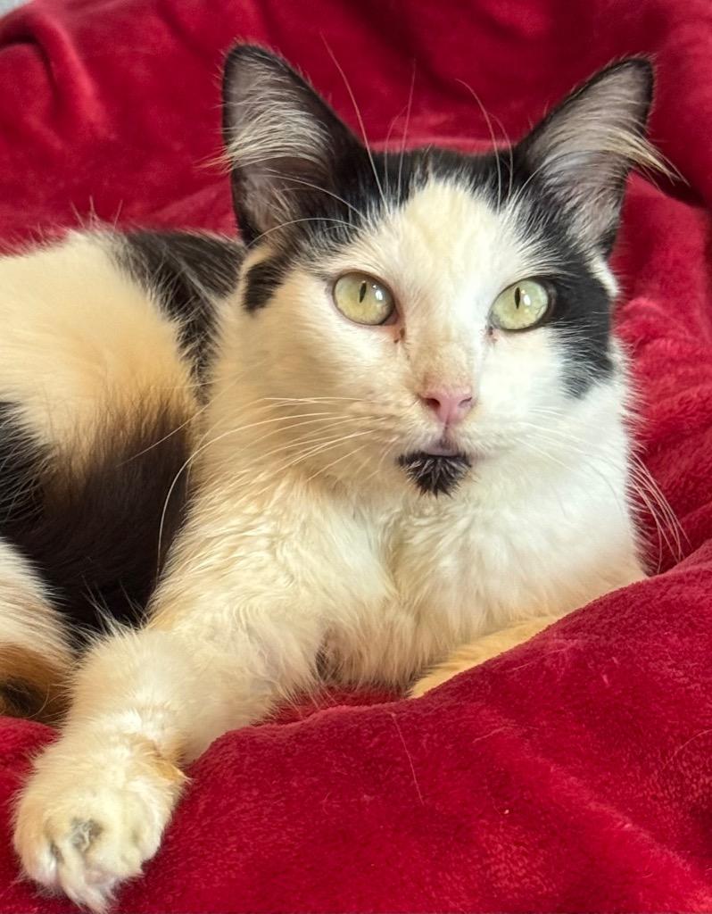 Enlarge Sage, an adopted mixed breed in Houston, TX image 5/6