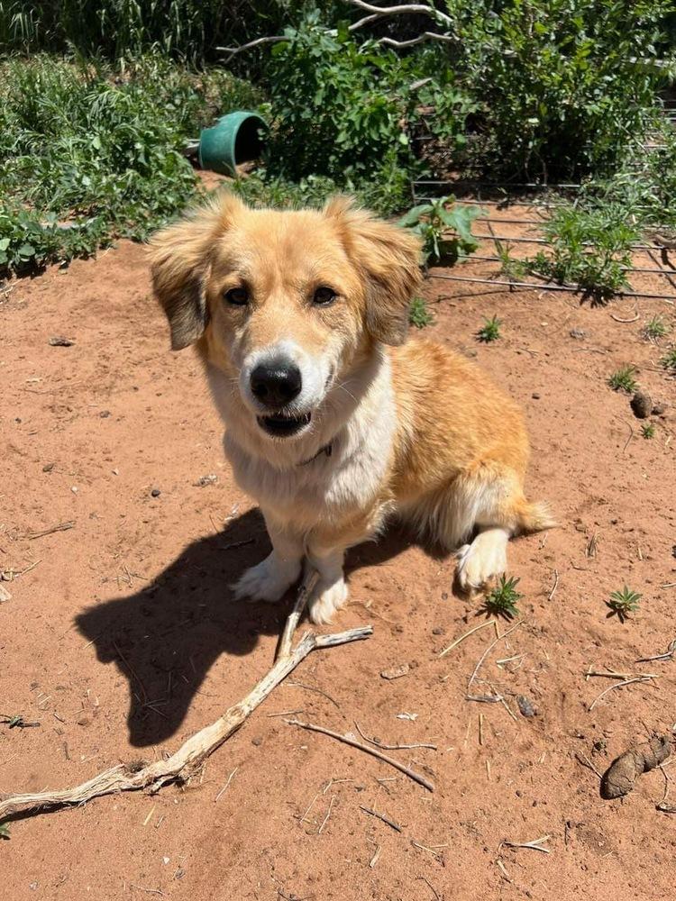 Daphne, Adopted, Adult Female Corgi.