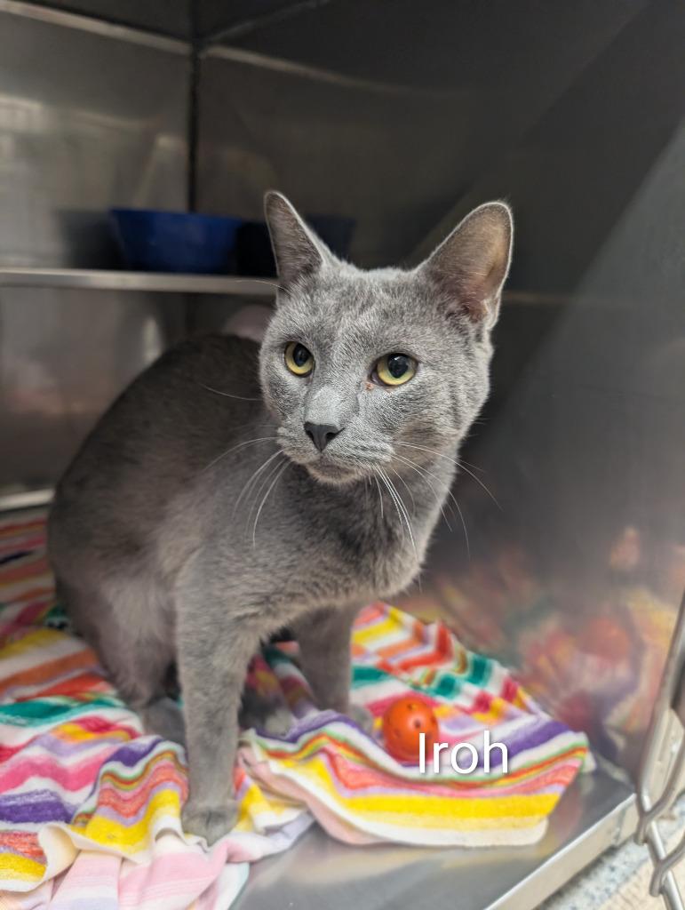 Iroh, Adoptable, Young Male Domestic Short Hair.