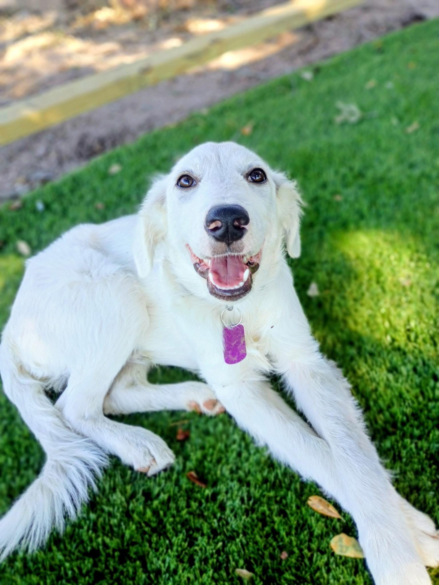 Enlarge Einstein-A Little Genius Looking for his Forever, a Adoptable mixed breed in Wytheville, VA image 3/6