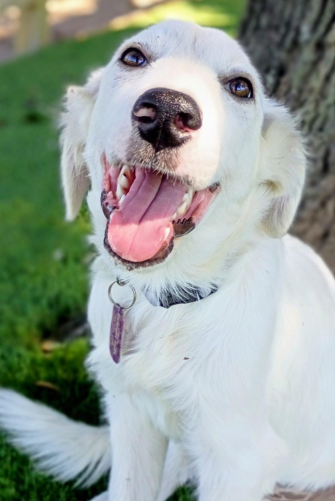 Enlarge Einstein-A Little Genius Looking for his Forever, a Adoptable mixed breed in Wytheville, VA image 5/6