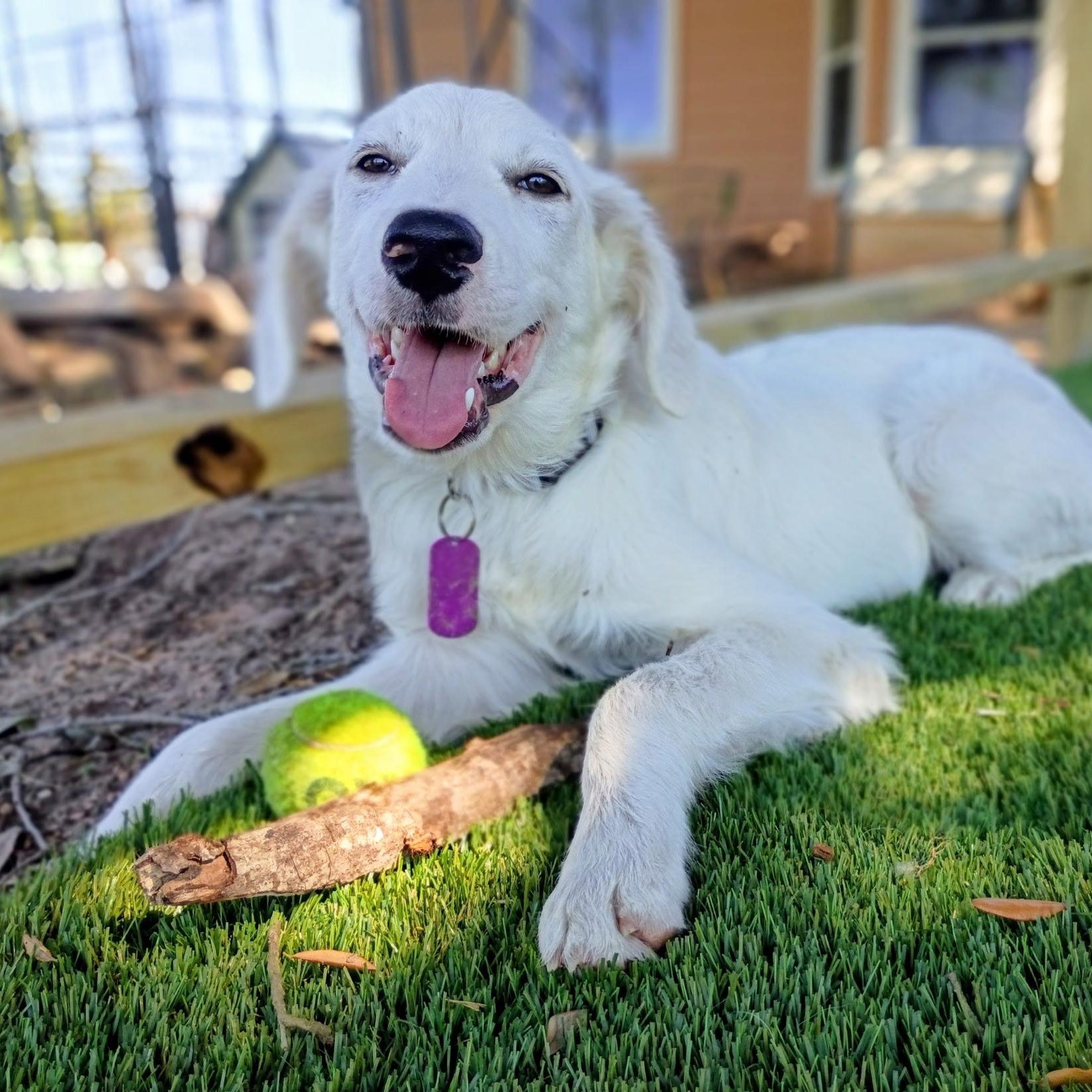 Einstein-A Little Genius Looking for his Forever, Adoptable, Young Male Great Pyrenees & Golden Retriever.