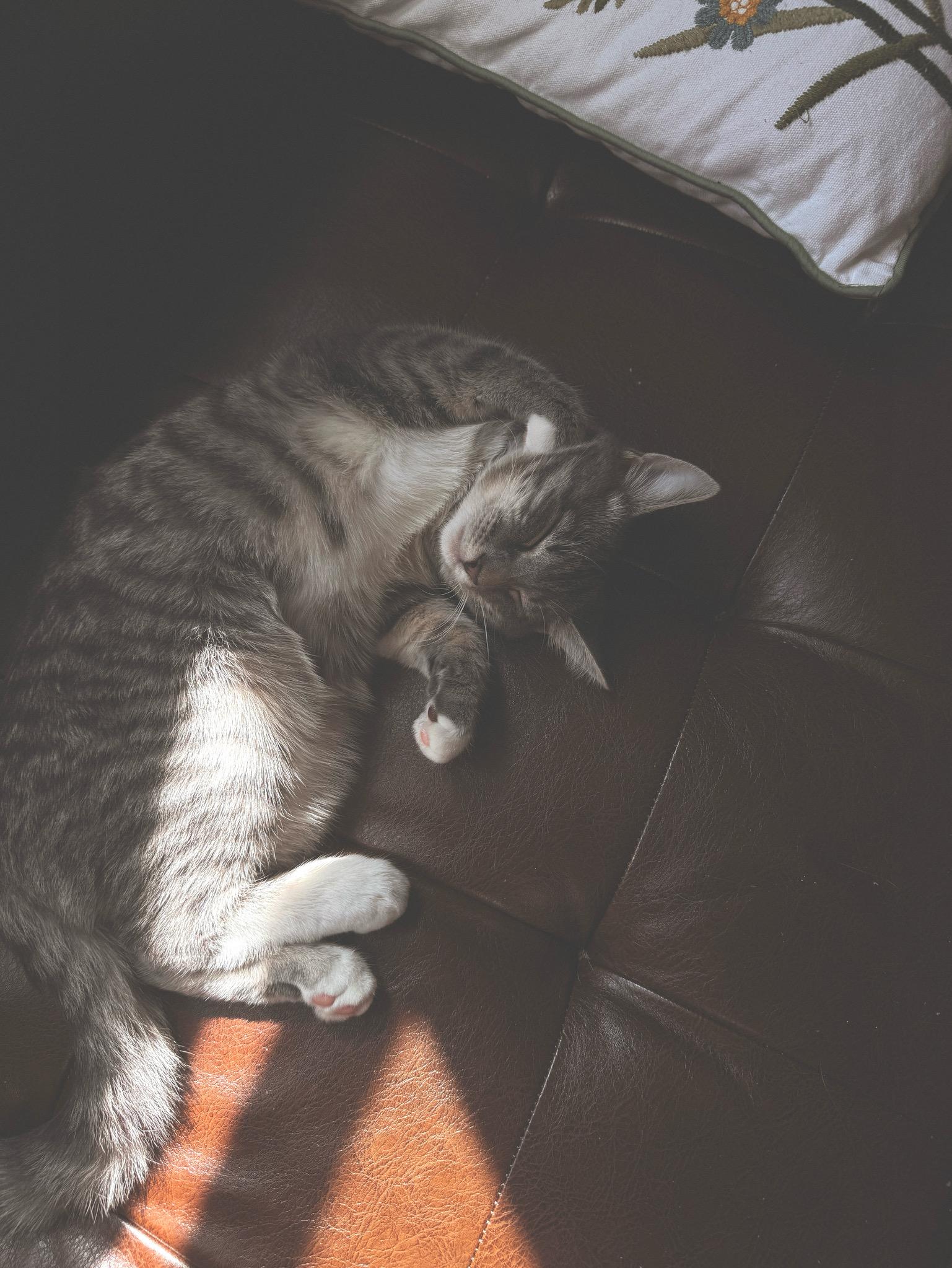 Enlarge Ember, a Adopted mixed breed in LAKE ARIEL, PA image 2/3