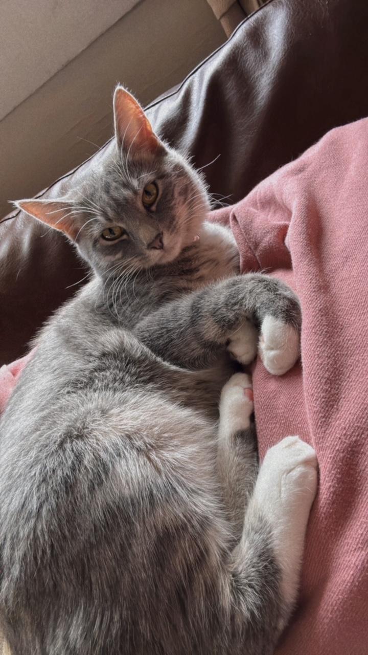 Ember, Adopted, Young Female Tabby.