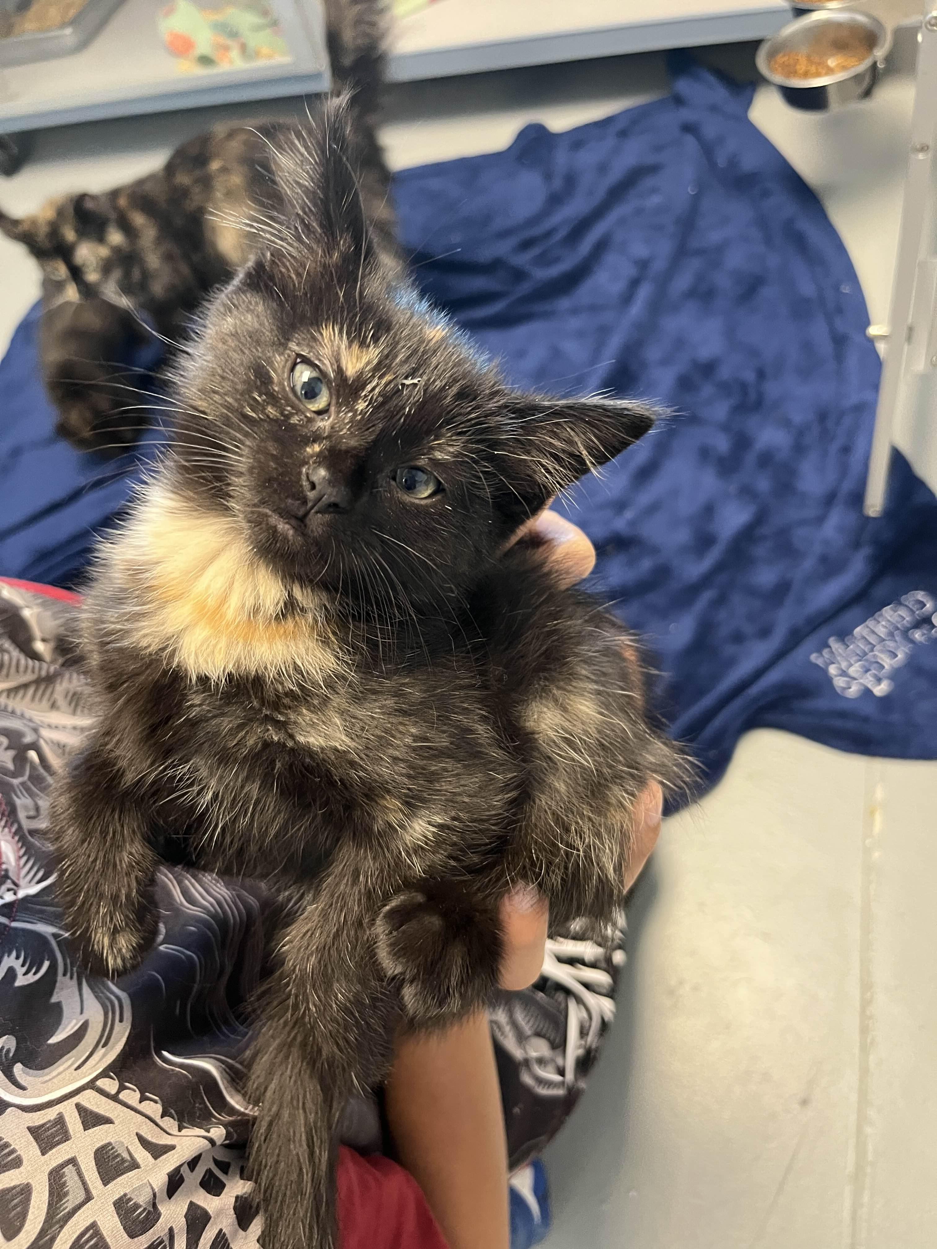Waffle, Baby Female unknown