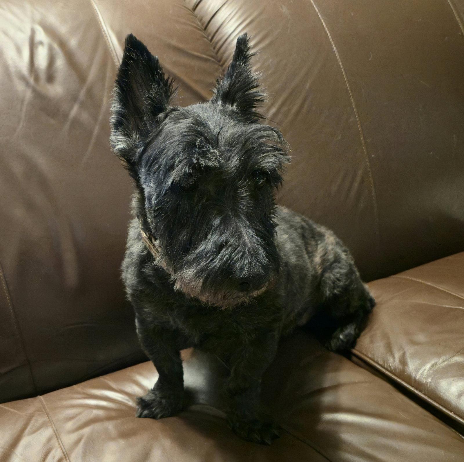 Enlarge Mairead, a Adoptable Scottish Terrier in Dallas, TX image 1/3