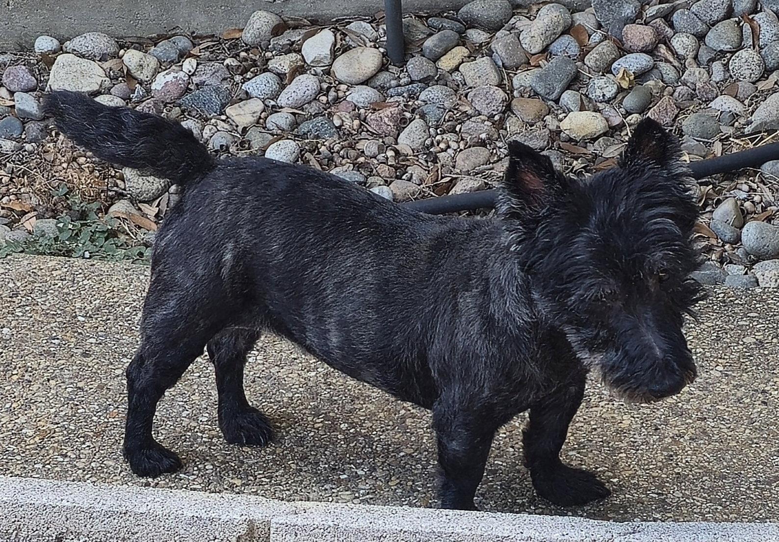 Enlarge Mairead, a Adoptable Scottish Terrier in Dallas, TX image 2/3