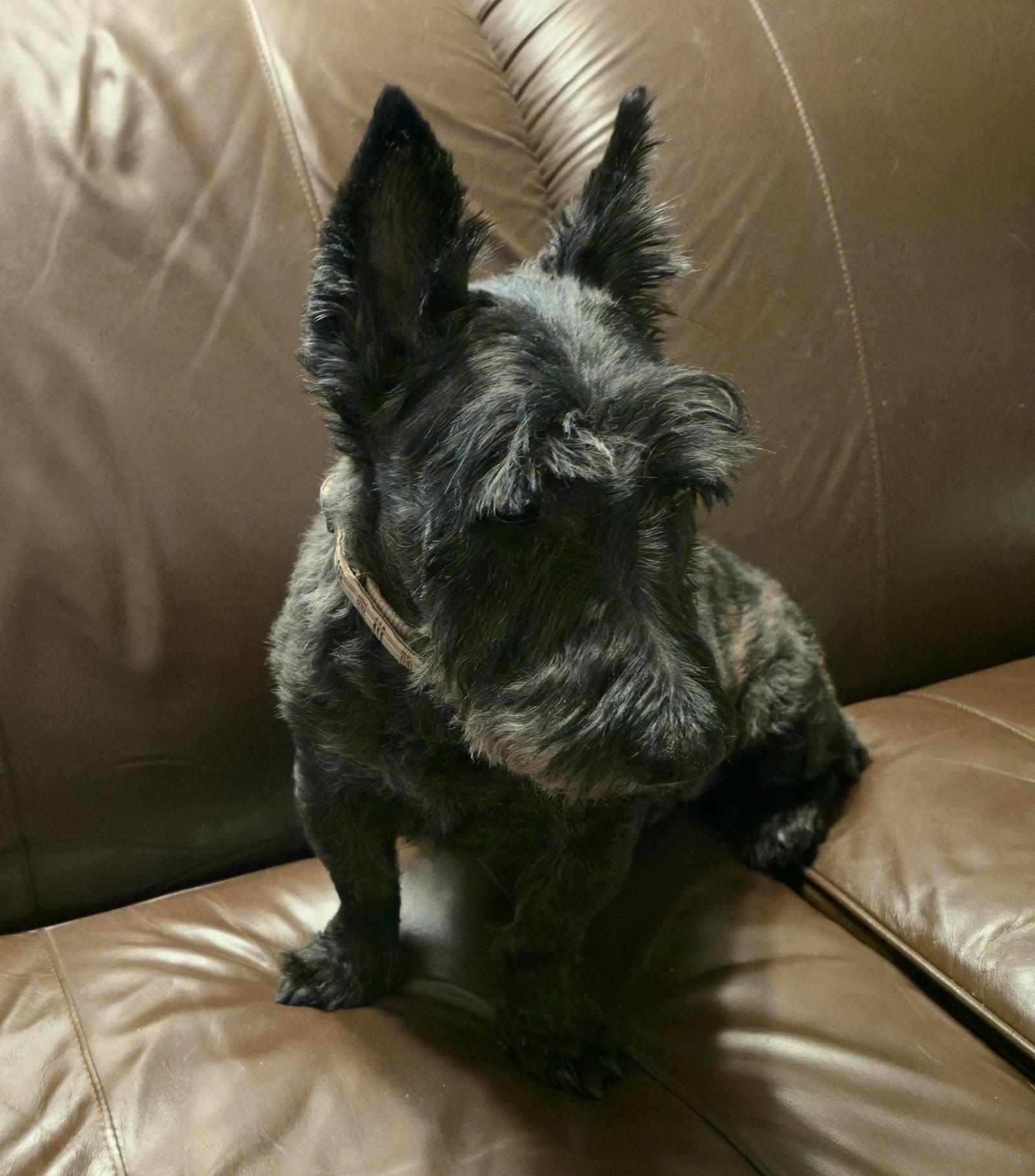 Enlarge Mairead, a Adoptable Scottish Terrier in Dallas, TX image 3/3