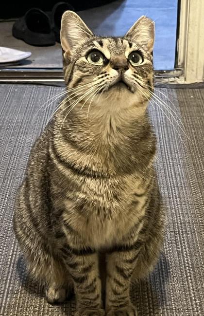 Enlarge Juanita, a Adoptable mixed breed in Encinitas, CA image 1/3