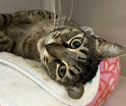 Enlarge Juanita, a Adoptable mixed breed in Encinitas, CA image 3/3