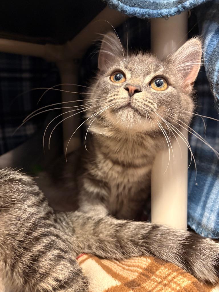 Cuddles, Adoptable, Kitten Female Domestic Long Hair.