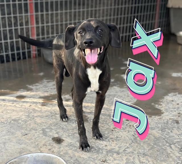 Jax **Foster Needed**