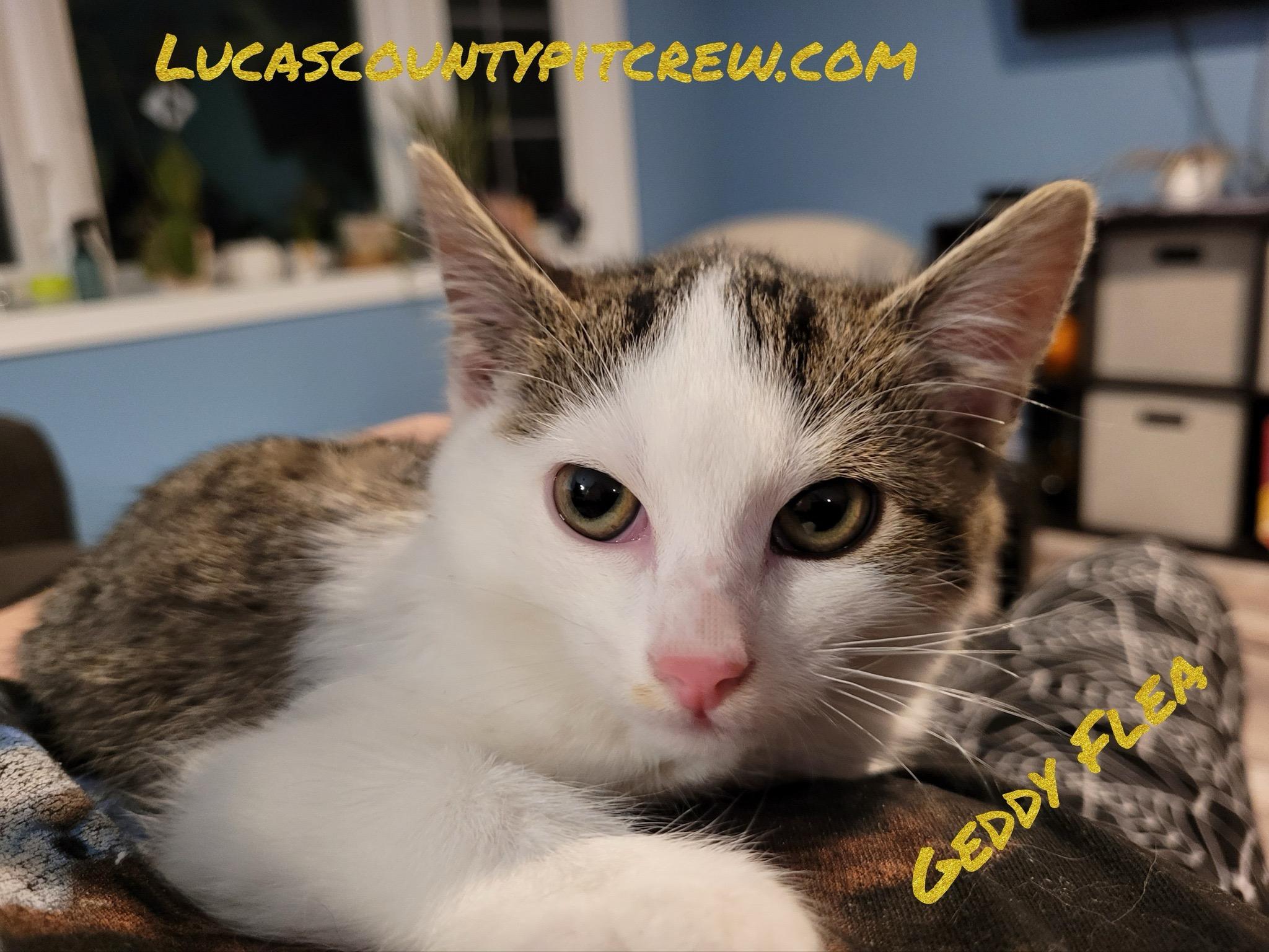 Enlarge Geddy Flea, a Adoptable mixed breed in Toledo, OH image 2/2