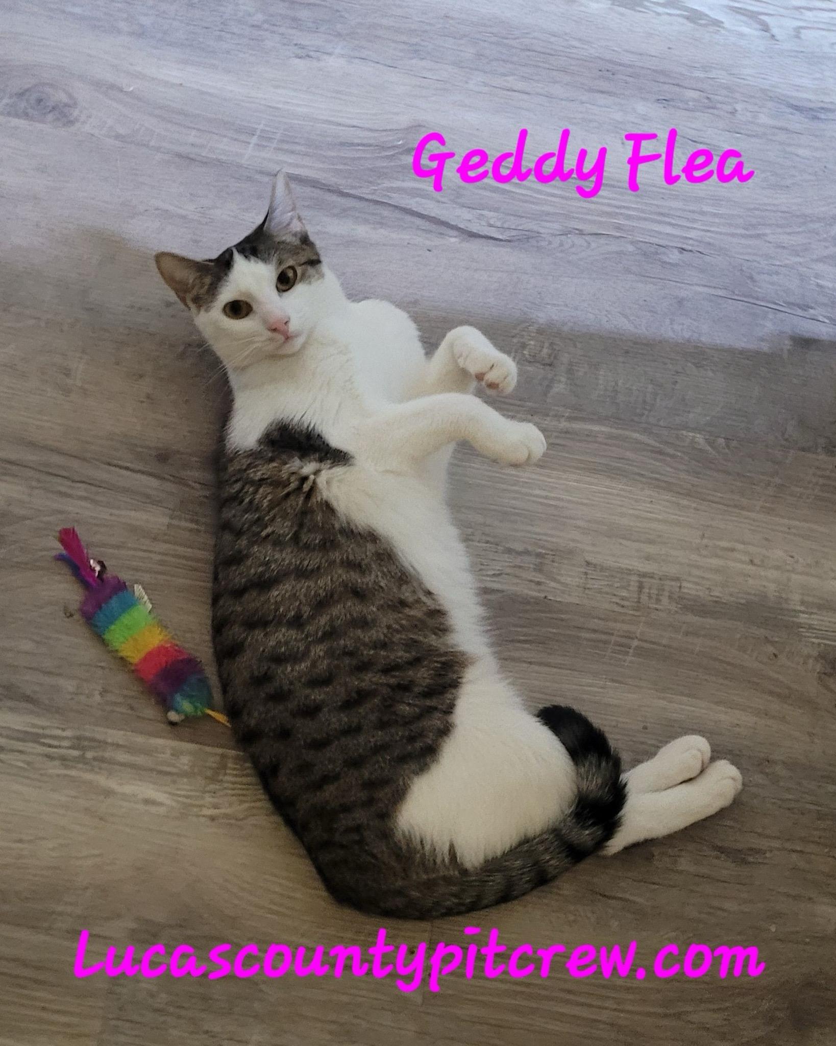 Enlarge Geddy Flea, a Adoptable mixed breed in Toledo, OH image 1/2