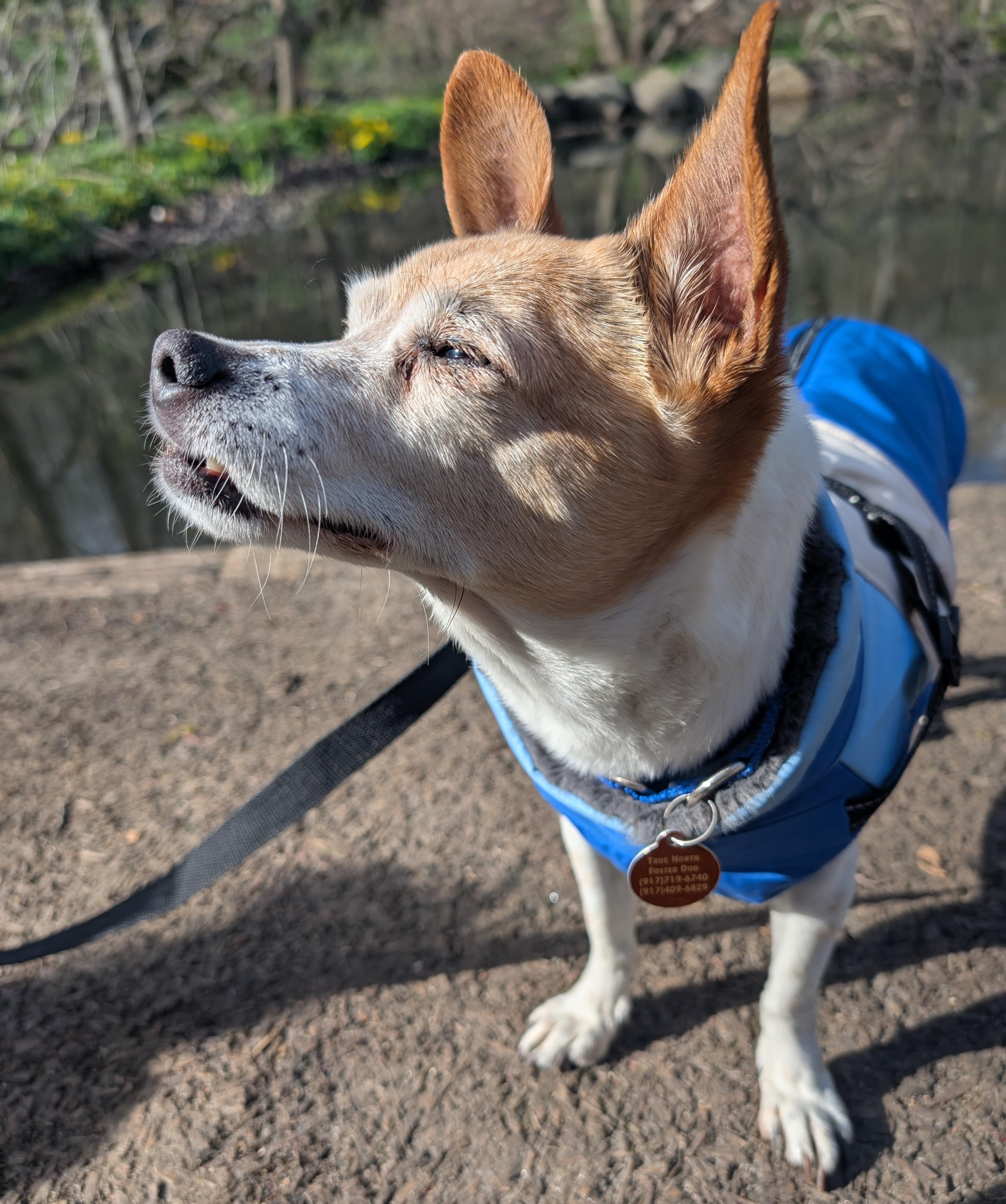 Chippy, a Adoptable mixed breed in Brooklyn, NY image 2/5