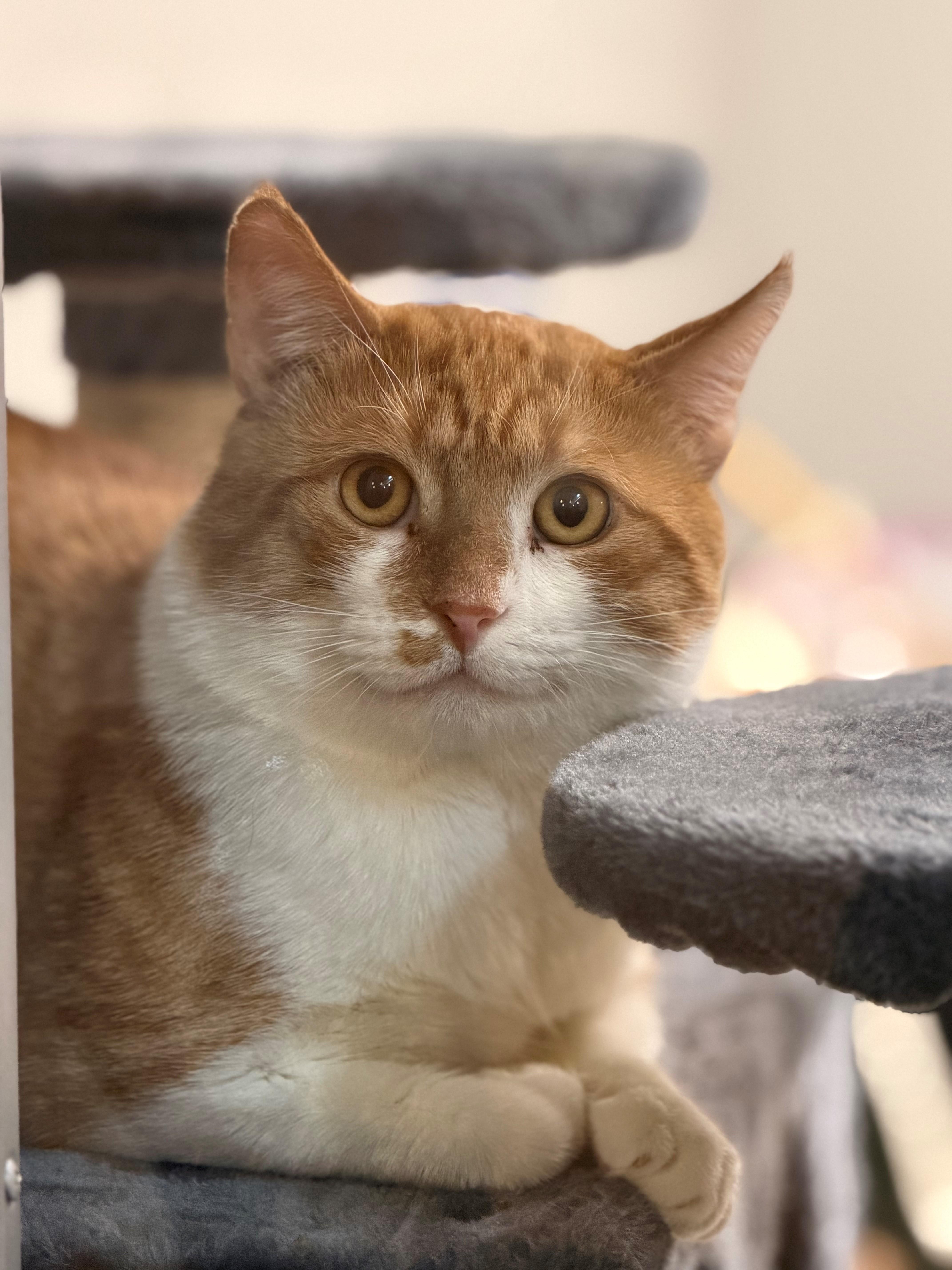 Stuart, Adoptable, Adult Male Domestic Short Hair.