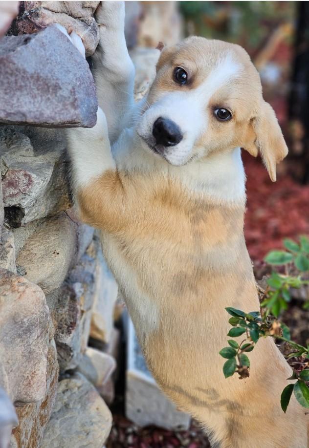 Enlarge Oregano, an adopted mixed breed in Enfield , CT image 4/4