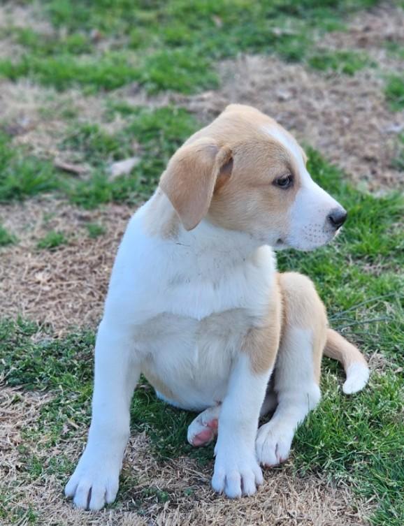 Enlarge Oregano, an adopted mixed breed in Enfield , CT image 1/4