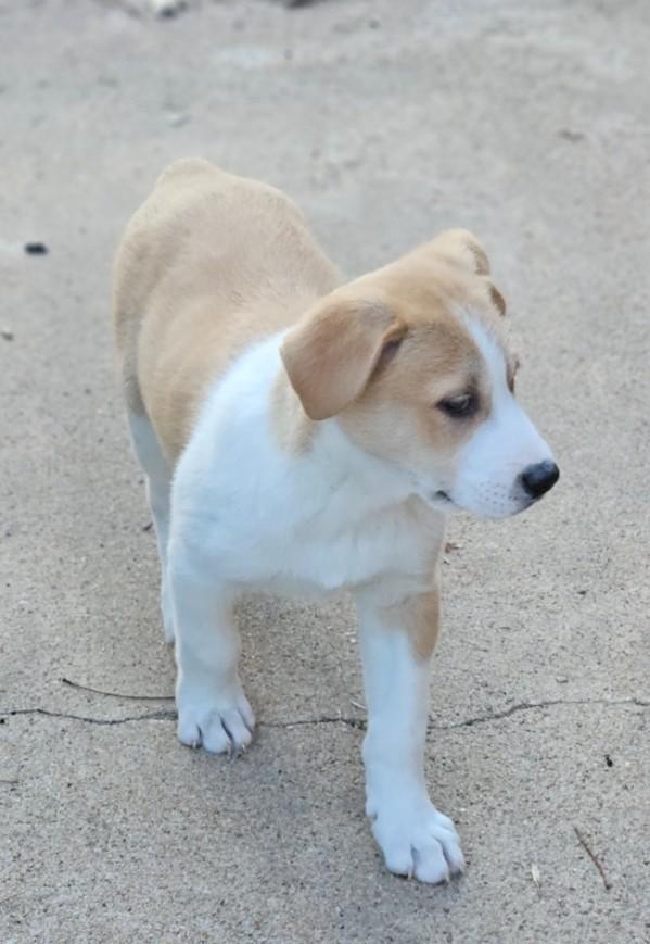 Enlarge Oregano, an adopted mixed breed in Enfield , CT image 3/4