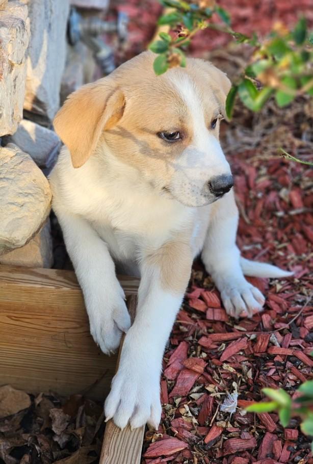 Enlarge Oregano, an adopted mixed breed in Enfield , CT image 2/4